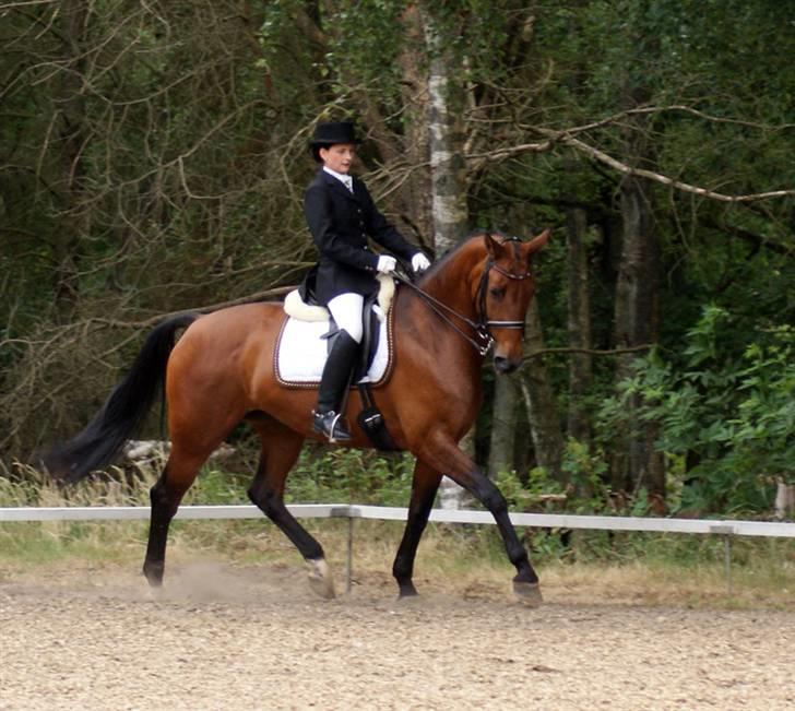 Hollandsk Varmblod Paradis - Solgt - R.I.P. - Landsstævne i Birgittelyst 08. billede 20