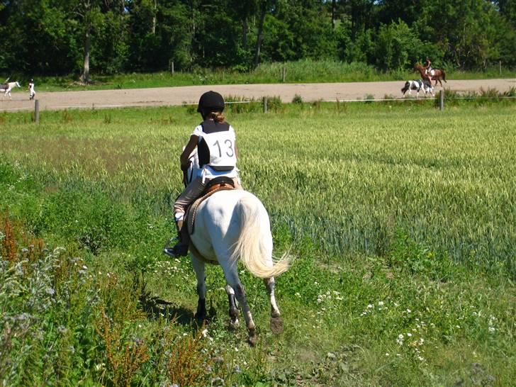 Anden særlig race Lille Hvid billede 2