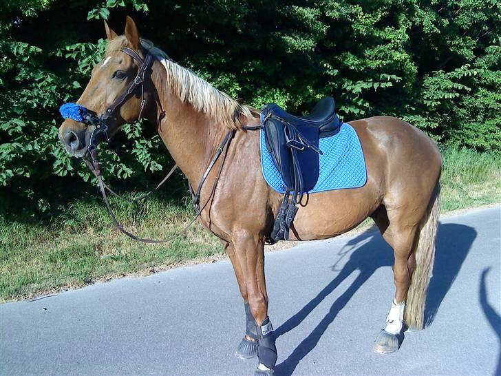 Traver Aka Lendalund billede 2