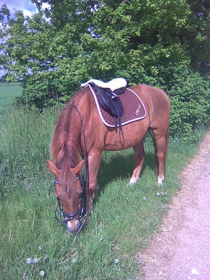 Anden særlig race Oliver - Prinsen tidl. pony billede 14