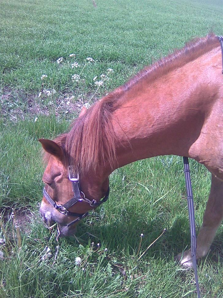 Anden særlig race Oliver - Prinsen tidl. pony billede 15