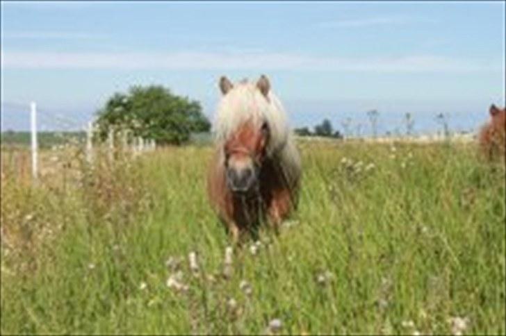 Shetlænder Dotzauers Frederik billede 1