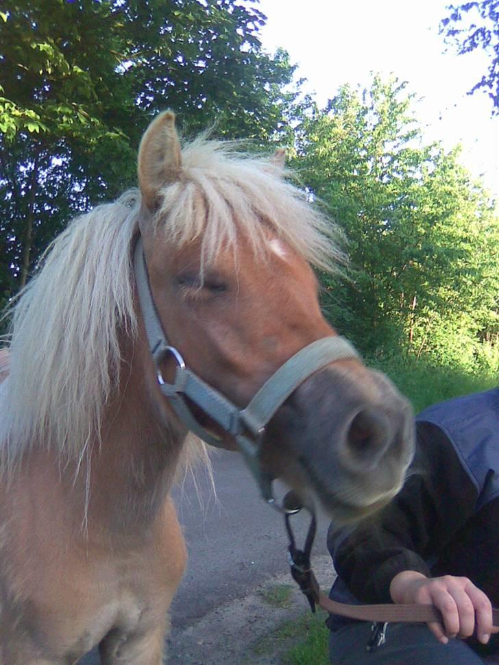 Shetlænder Dotzauers Frederik billede 2