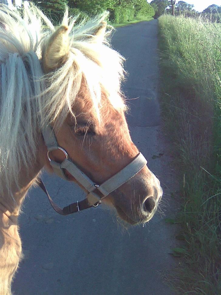 Shetlænder Dotzauers Frederik billede 3