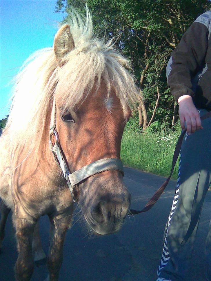 Shetlænder Dotzauers Frederik billede 4