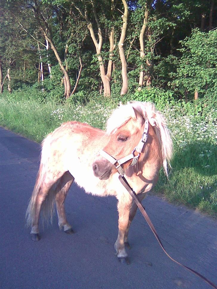 Shetlænder Dotzauers Frederik billede 5