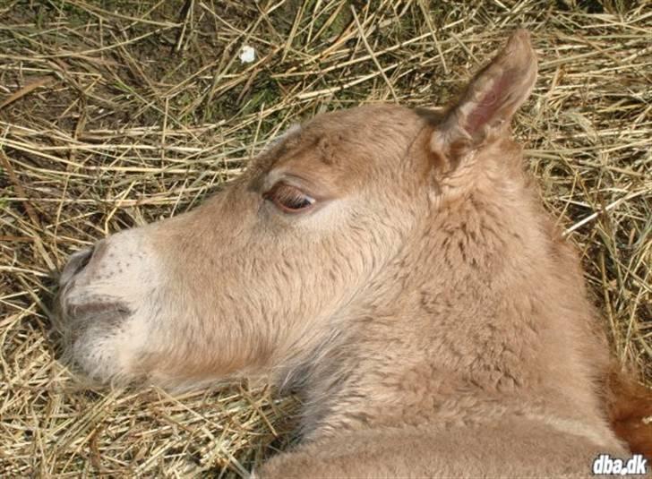 Shetlænder Dotzauers Frederik billede 6