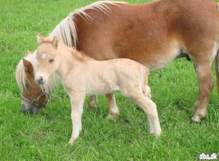 Shetlænder Dotzauers Frederik billede 7