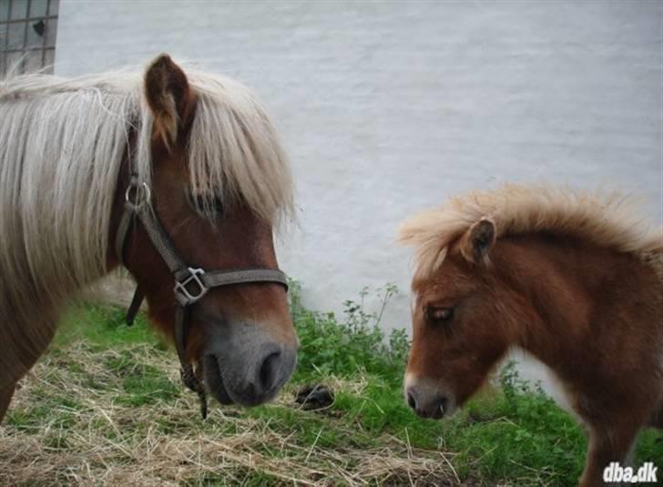 Shetlænder Dotzauers Frederik billede 8
