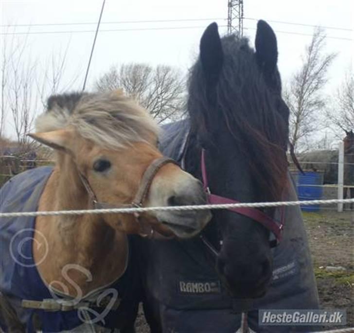 Frieser Jisk fan è Drifte billede 2