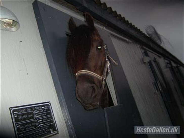 Frieser Jisk fan è Drifte billede 4