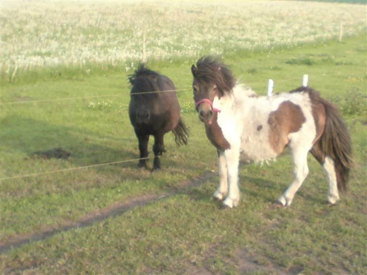 Miniature Lindegaardens Surprise - sommer 2008. stadig lidt langhåret, og må ikke fjerne det, da hun er meget killer :) billede 6