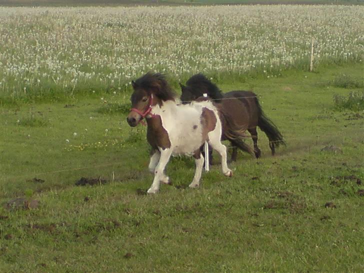 Miniature Lindegaardens Surprise billede 8