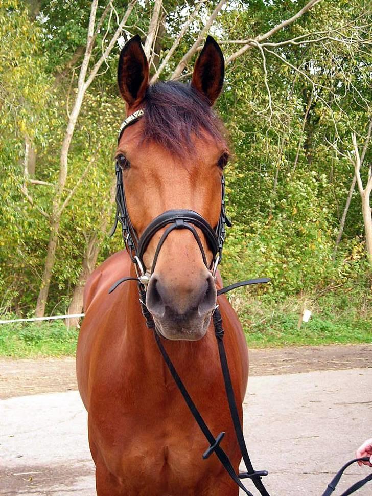 Anden særlig race Villiza RIP - jeg elsker dig himmelhøjt prinsesse <3 billede 18