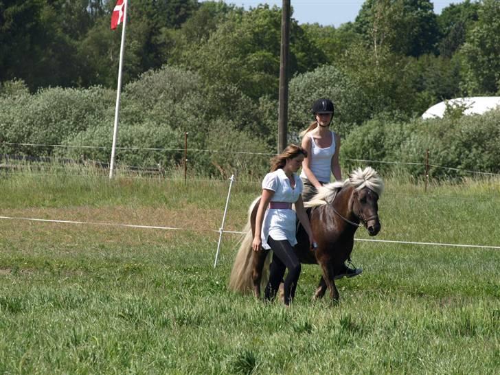 Islænder Silfra fra Mygid billede 1