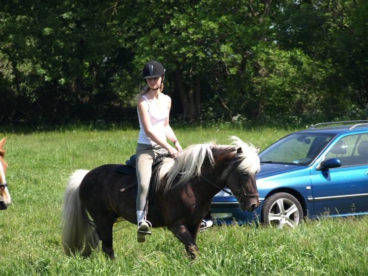 Islænder Silfra fra Mygid billede 2