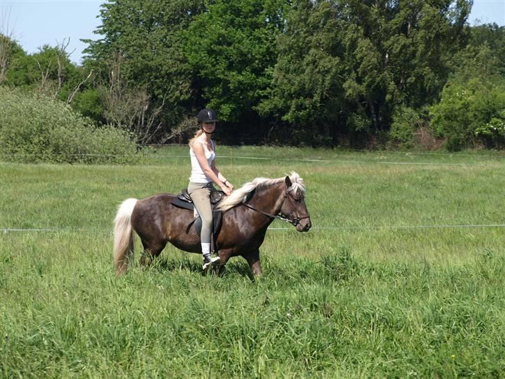 Islænder Silfra fra Mygid billede 3