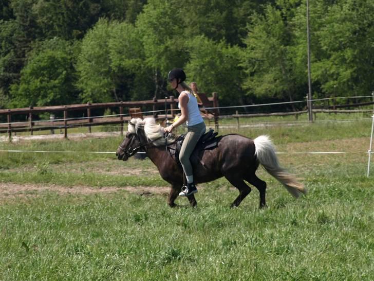 Islænder Silfra fra Mygid billede 4