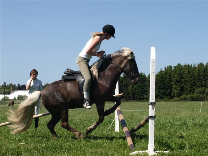 Islænder Silfra fra Mygid billede 5