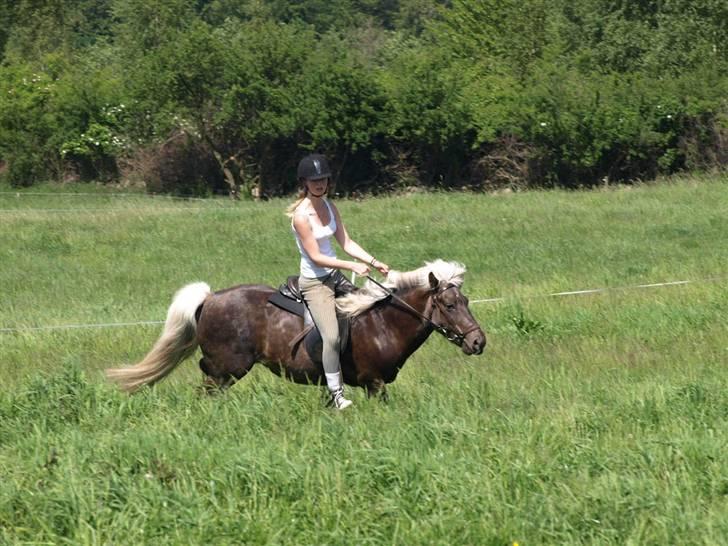 Islænder Silfra fra Mygid billede 6