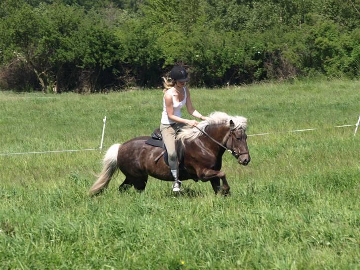 Islænder Silfra fra Mygid billede 7