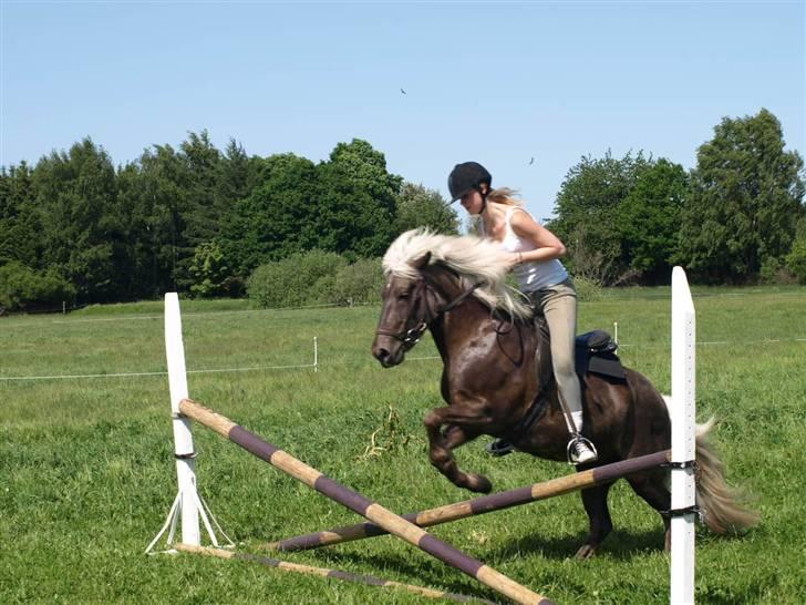 Islænder Silfra fra Mygid billede 8