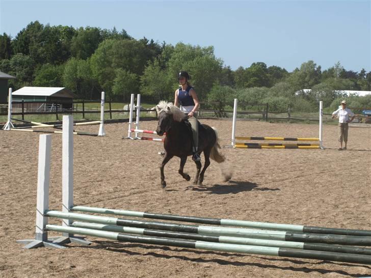 Islænder Silfra fra Mygid billede 9