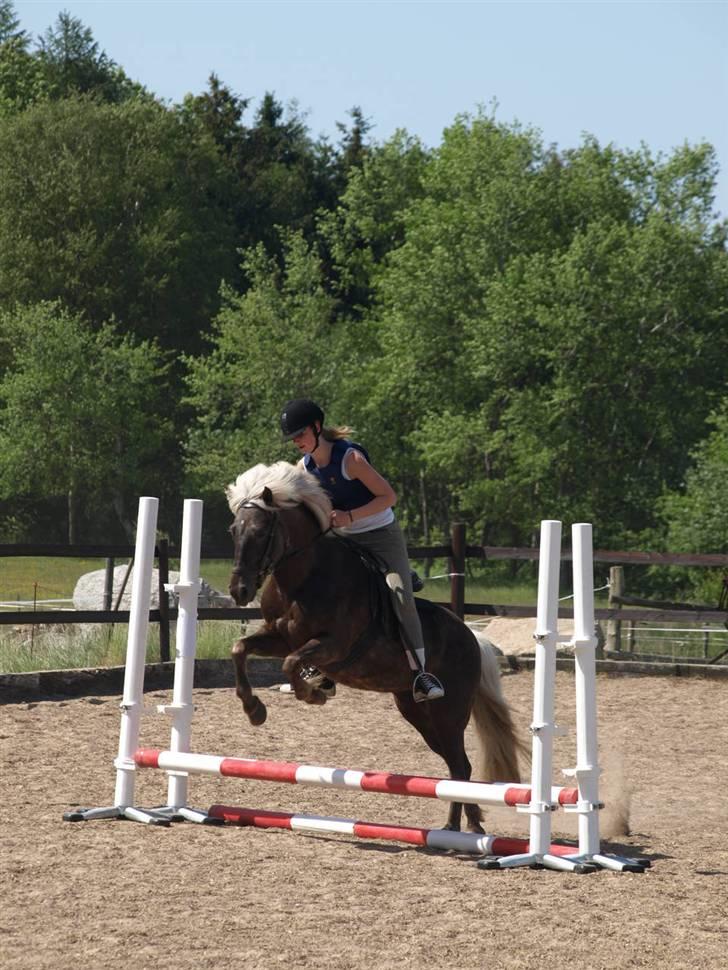 Islænder Silfra fra Mygid billede 10