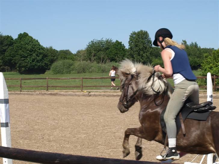 Islænder Silfra fra Mygid billede 11