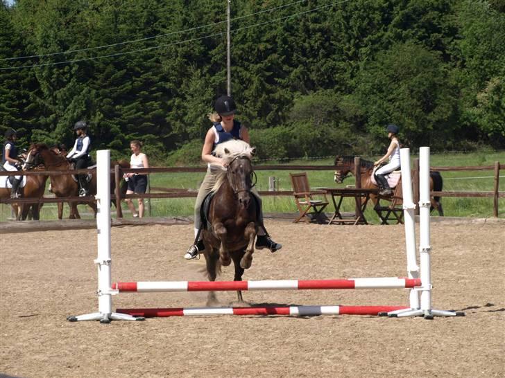 Islænder Silfra fra Mygid billede 12