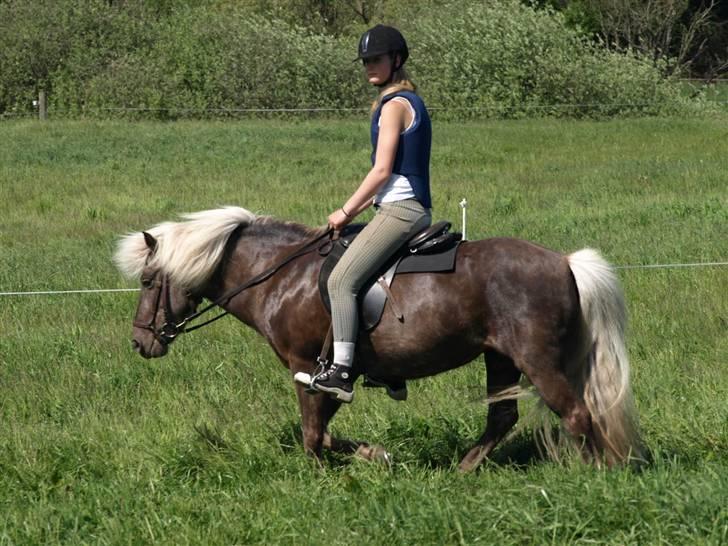 Islænder Silfra fra Mygid billede 13