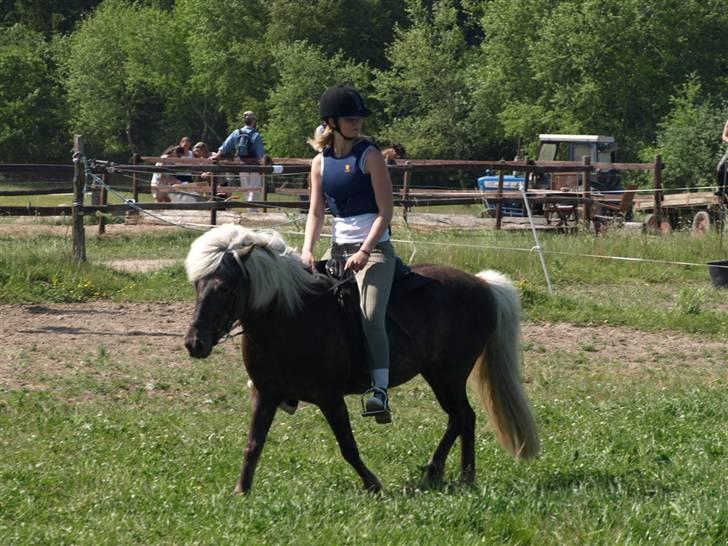 Islænder Silfra fra Mygid billede 14