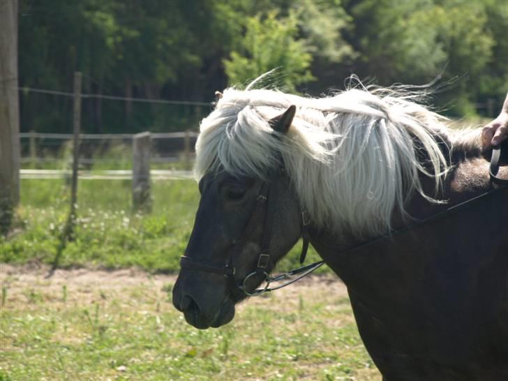 Islænder Silfra fra Mygid billede 15