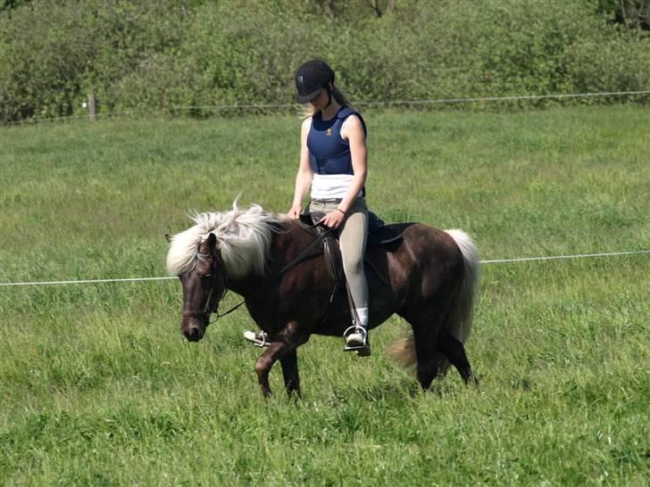 Islænder Silfra fra Mygid billede 16