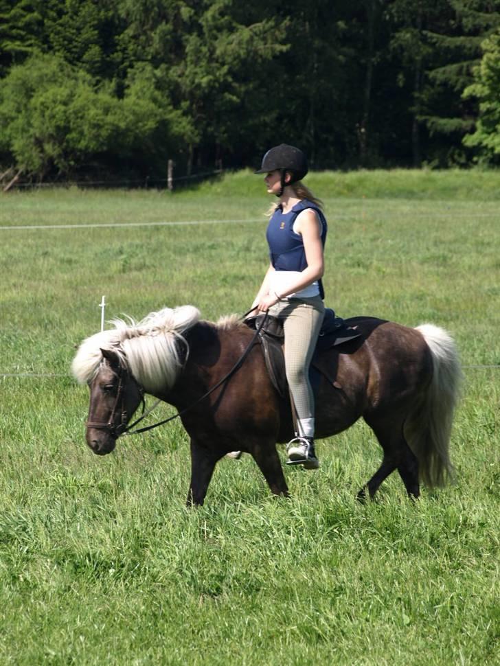 Islænder Silfra fra Mygid billede 17