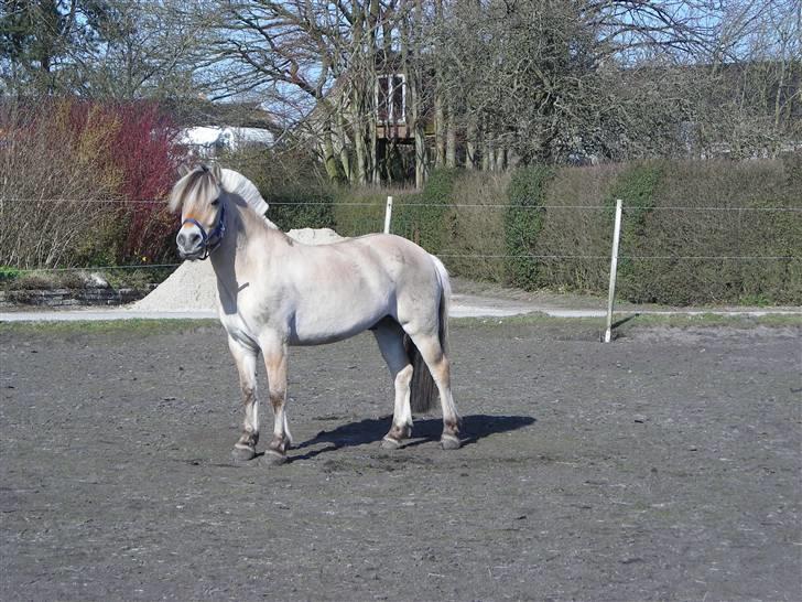 Fjordhest Basta - Forår/sommer 2009 billede 18