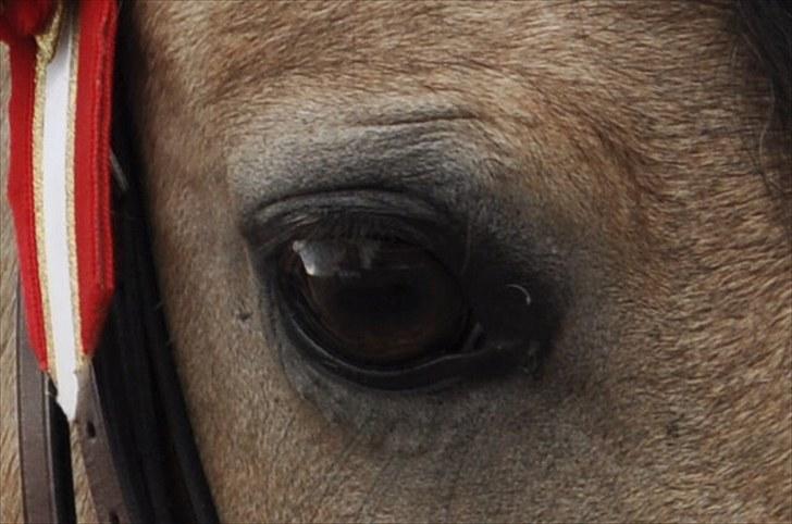 Irsk Sportspony | Irish Spirit - Buddi´s smukke øje ;o) Foto: Ida ;) billede 13