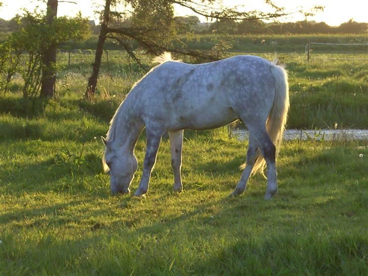 Connemara Hesselbjerggård Safir SOLGT - Min skat ude på marken :D billede 9