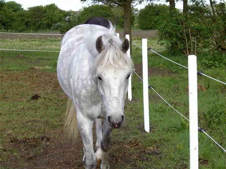 Connemara Hesselbjerggård Safir SOLGT - Årh... Er han ikke bare dejlig?! Elsker dig skat <3 billede 13