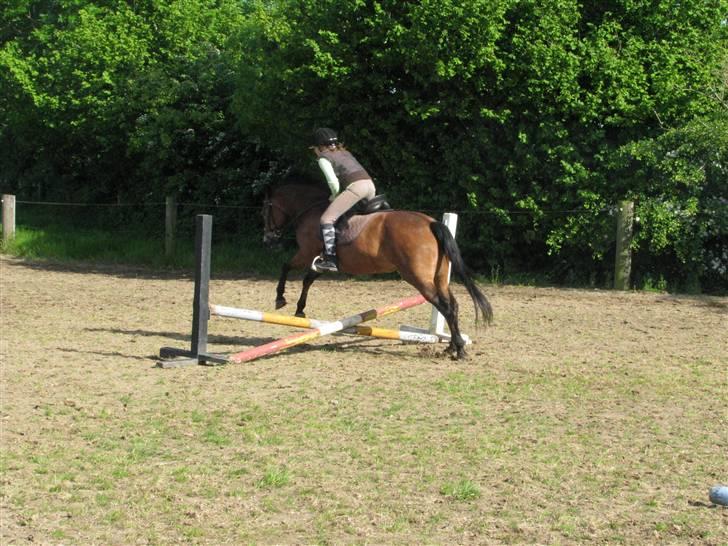 New Forest Trunte e*EX-PART** billede 7