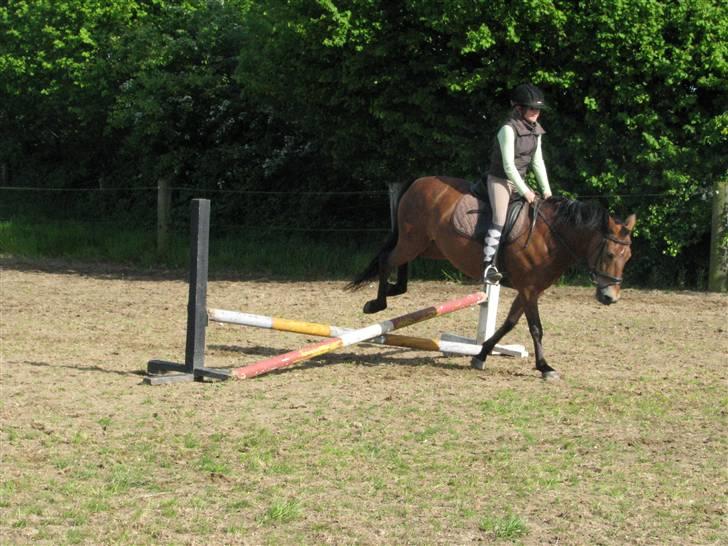 New Forest Trunte e*EX-PART** billede 8