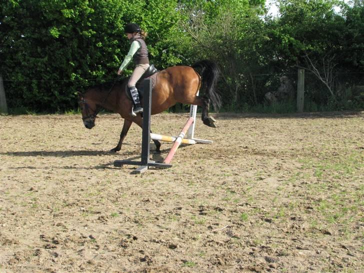 New Forest Trunte e*EX-PART** billede 9