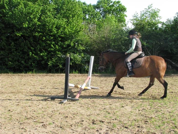 New Forest Trunte e*EX-PART** billede 10