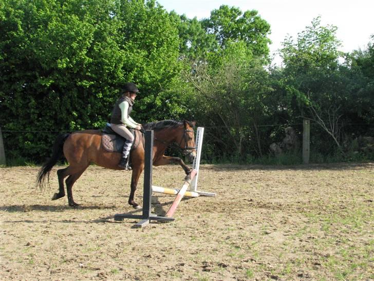 New Forest Trunte e*EX-PART** - Spanske skridt!!hehehehe billede 12