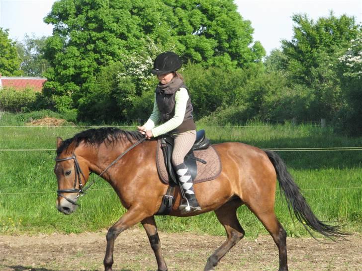 New Forest Trunte e*EX-PART** billede 14