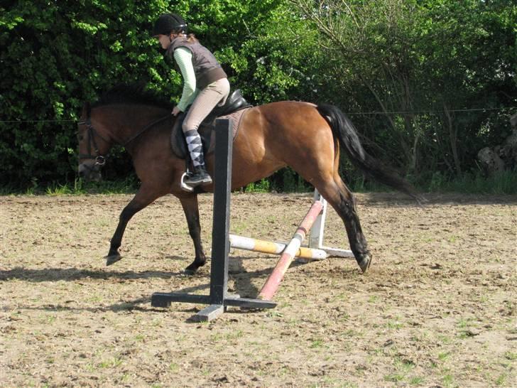 New Forest Trunte e*EX-PART** - Se lige de bagben!!!hahaah billede 15