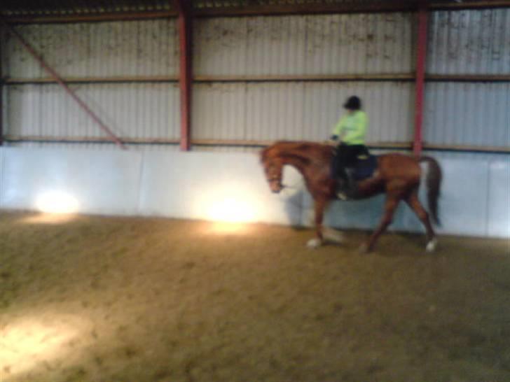 Frederiksborg Caletto Albæk - caletto med rytter billede 16