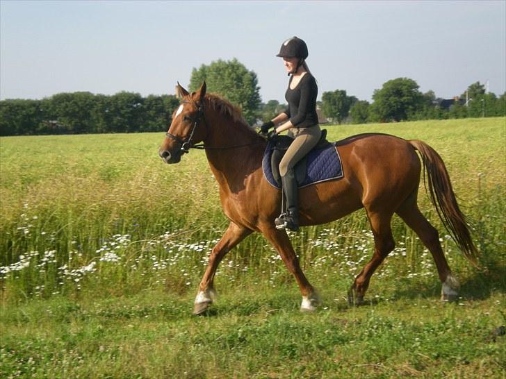 Frederiksborg Caletto Albæk - caletto og jeg billede 17