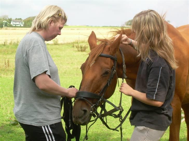 Dansk Varmblod Bella - D. 26. august 2006. Da jeg var henne for at se på Bella. billede 20