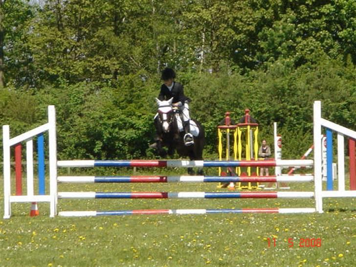 Welsh Pony (sec B) Dixie  / † / - vinder af mb billede 16